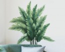 Tropical Plants Tropical Plants Leaves Wall Sticker